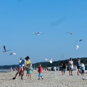 Da kreisen die Geier