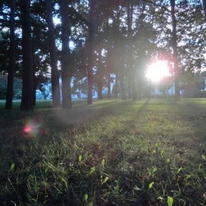 Blick durch den Wald
