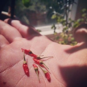 Chilis - Eigenanbau
