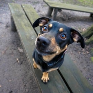 Benny im Wald 3