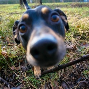 Benny im Wald 4