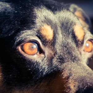 Benny is watching